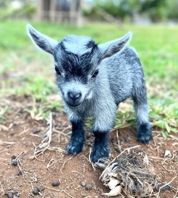 The Boss as a baby