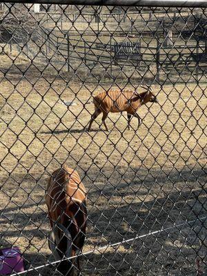 Dickerson Park Zoo