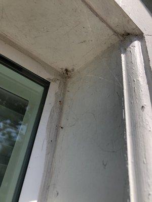 Spiders and egg cases in most widow corners still after his "$99 service"