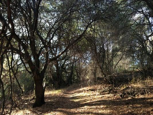 Sugar Pine Mountain Trail