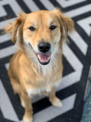 Happy dogs at daycare!