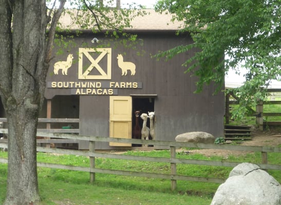 Southwind Farms Alpacas