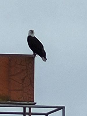 Saw this guy while on kayaking.