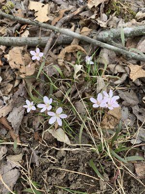 Spring flowers