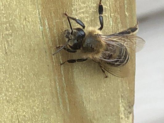 Close up of our honey bee