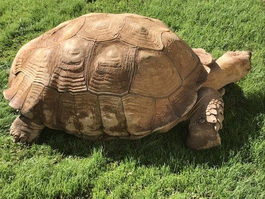 Another view of cute resident Bruno the tortoise.