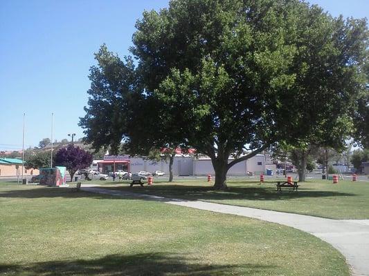 Terrific shade trees