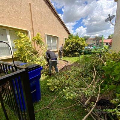 Shrub Removal