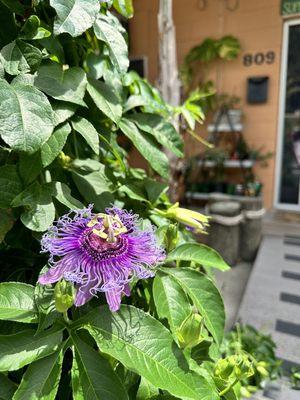 Beautiful flower outside the shop!