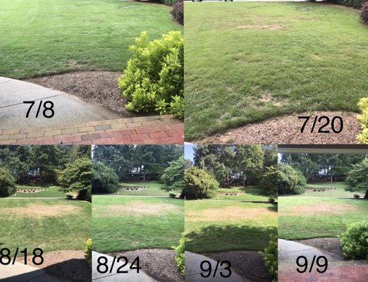 These photos show the progress of my lawn. I started noticing the issue around 7/8, contacted All Turf on 7/20.