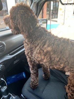 ClumberDoodle freshly groomed!