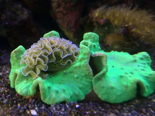 Lettuce nudibranch with cabbage leather coral.