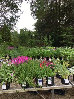 Lots of perennials to chose from.