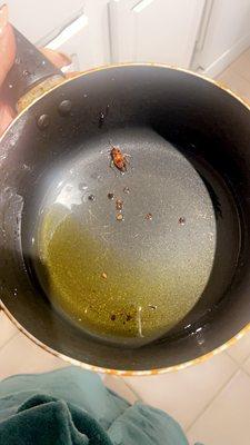 Roaches in my pots. These are pics management will be requesting.