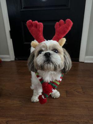 Christmas puppy