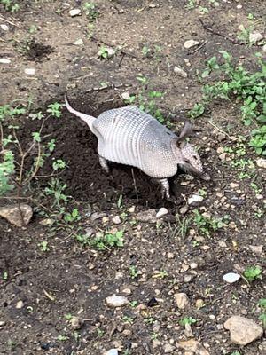 Armadillo