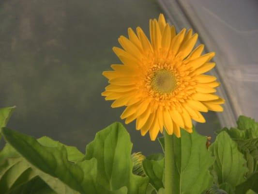 Sunflower Gardens & Greenhouses