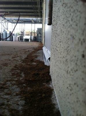 Raz ant infestation in Missouri City...that is not dirt...actual piles of dead and after treatment