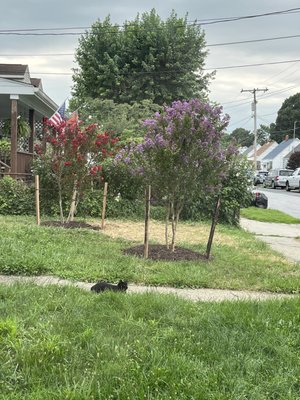 Crape Myrtle