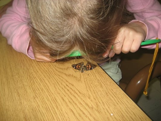 studying butterflies