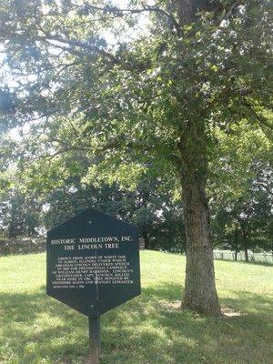 Grown from Acorn of White Oak in Albion, ILlinois under which Abraham Lincoln delivered speech in 1840 for Presidential campaign