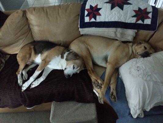 Happy dogs and cat enjoying AC