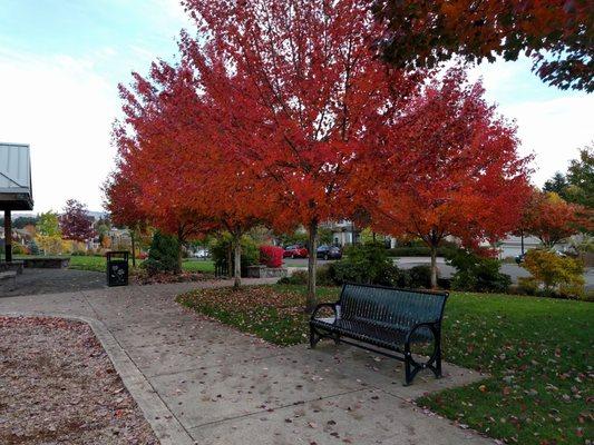 Beautiful fall colors