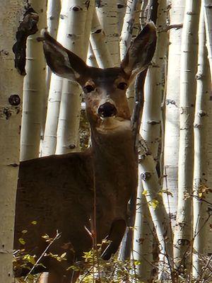 Mule Deer near Mancos, Colorado.