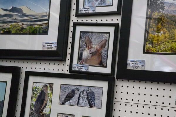 Bat Photography by Larry Holcolwost, Sierra Arts and Crafts Festival.