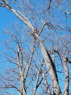 Sampley's Tree Service