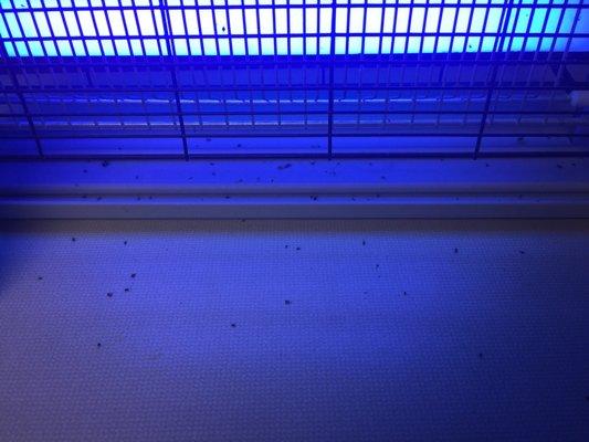 The gnat graveyard... my bug zapper light can't keep up