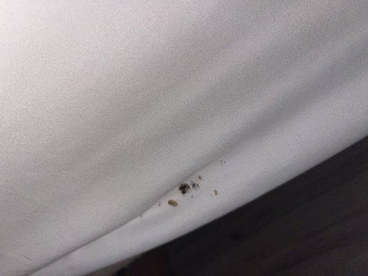 Bed begs and bed bug eggs.