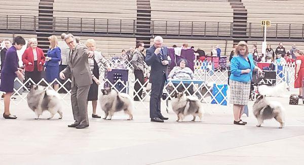 KC Dog Show 3/8/2020