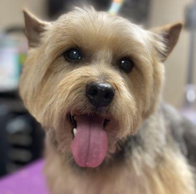 Larger Yorkie face