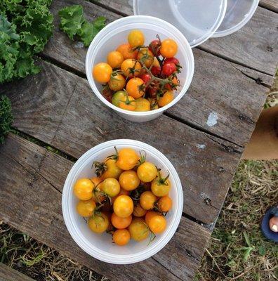 Sungold tomatoes