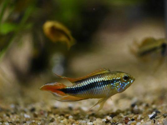 Apistogramma agassizii. "White Seam"