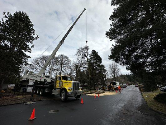 Oregon Tree Service