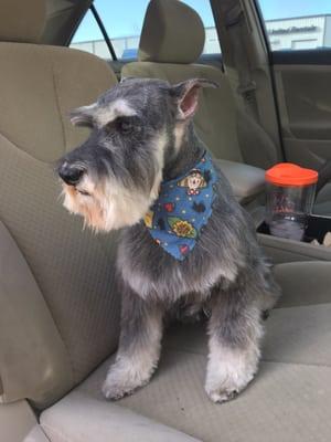 Sir Danno fresh from the groomer.