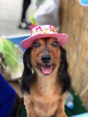 Rosie Thomas at Krewe De Paws Dog Parade 2018 Mary's Bed & Biscuit