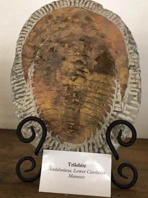 Large Trilobite Specimen