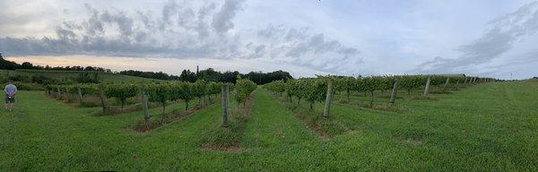 Panoramic view of the vineyard