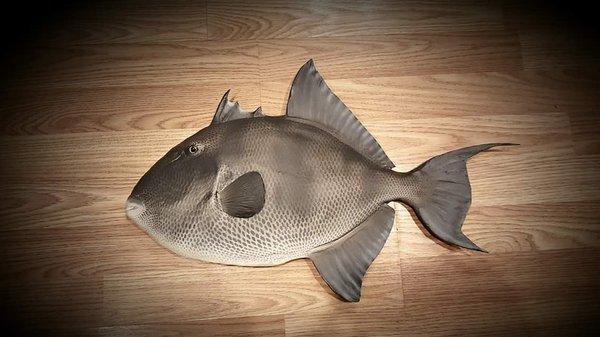 Triggerfish replica