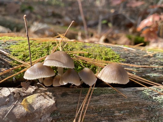 Thanksgiving Ground Forest