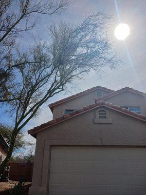 Trimmed tree, after photo