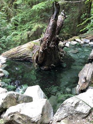 Olympic Hot Springs! One of many hot pools