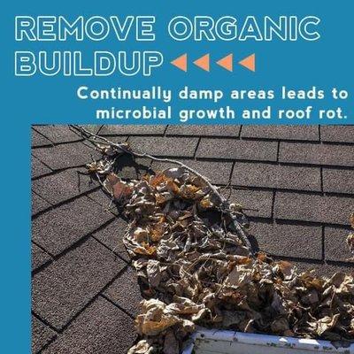 Remove organic buildup continually damp areas lead to microbial growth and roof rot.