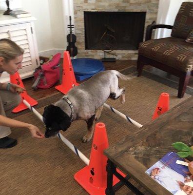 Here's Bama stepping over Cavaletti Poles to improve balance, coordination and range of motion.