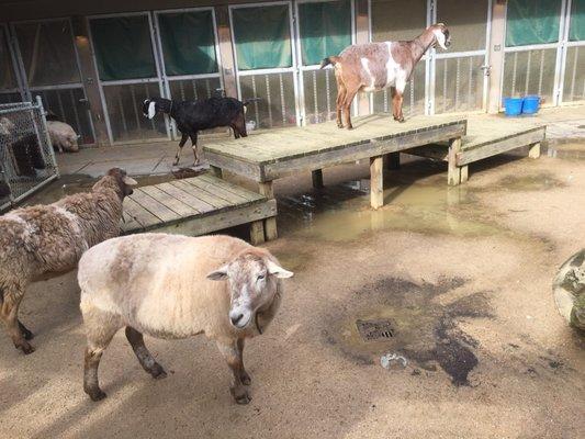 Hospital petting zoo for patients