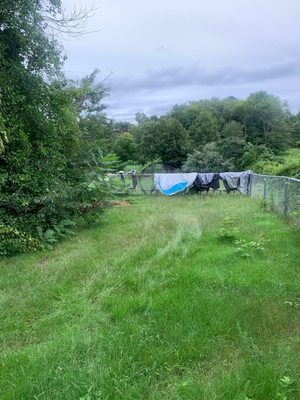 Side yard overgrowth