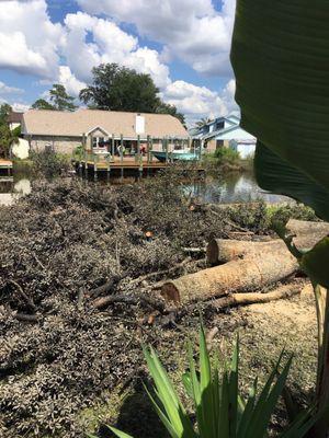 Tree removal